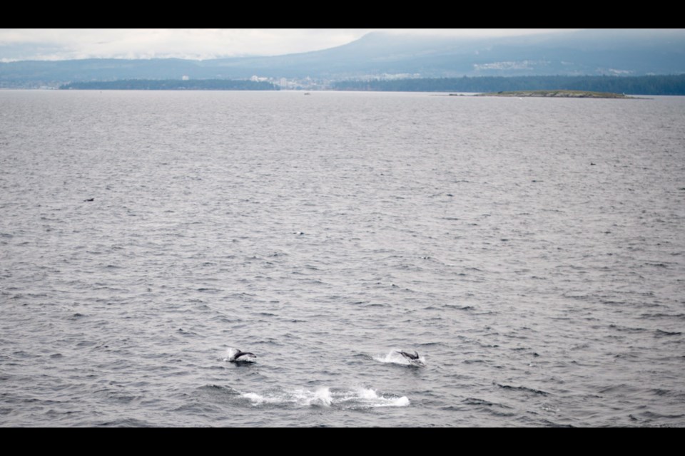 Here are 7 dolphins you could spot in BC waters - Vancouver Is Awesome