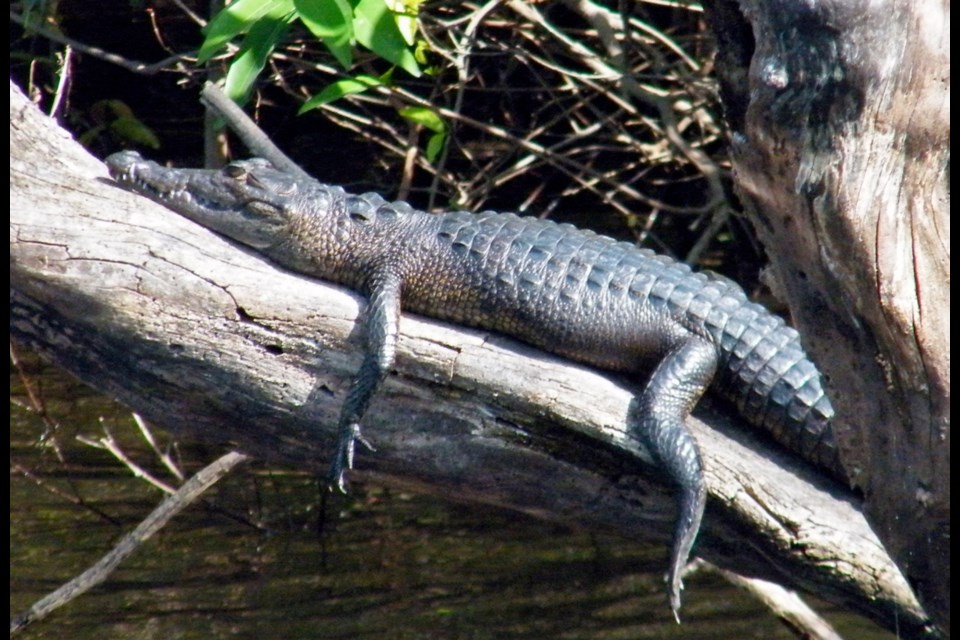 A crocodile basks in the sun in Belize.