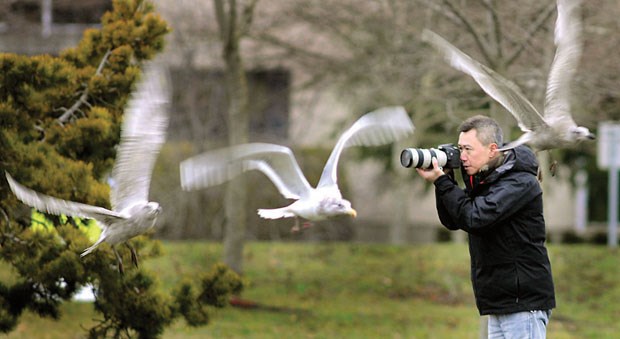 bird count