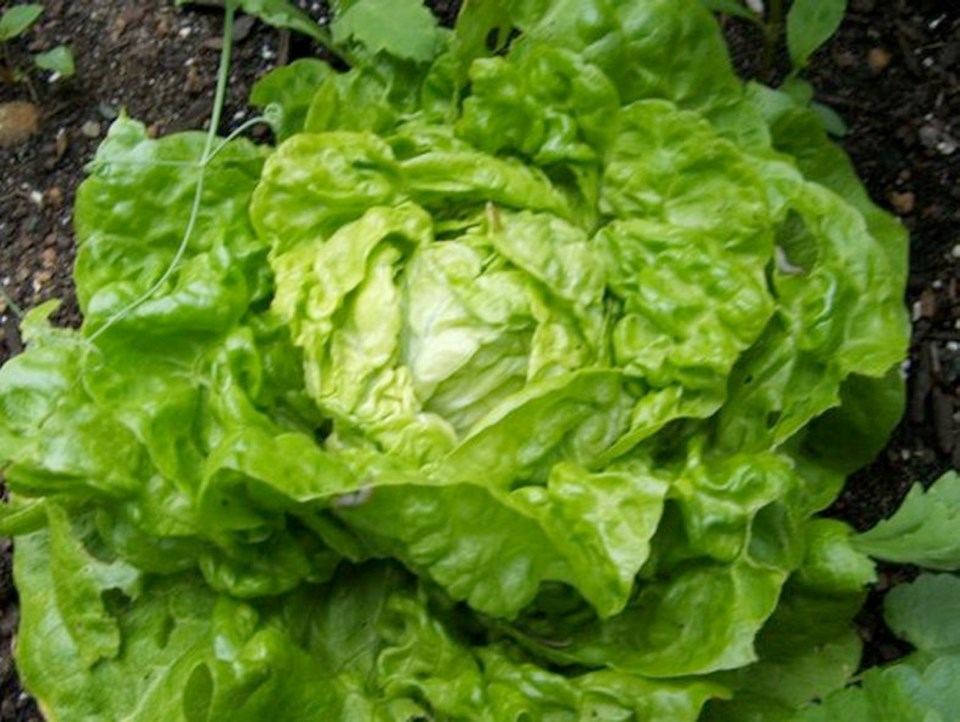 Lettuce Tom Th 6-09.jpg