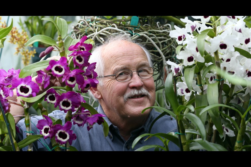 Paul Hansen in his greenhouse, surrounded by blooms of Dendrobium nobile hybrids.