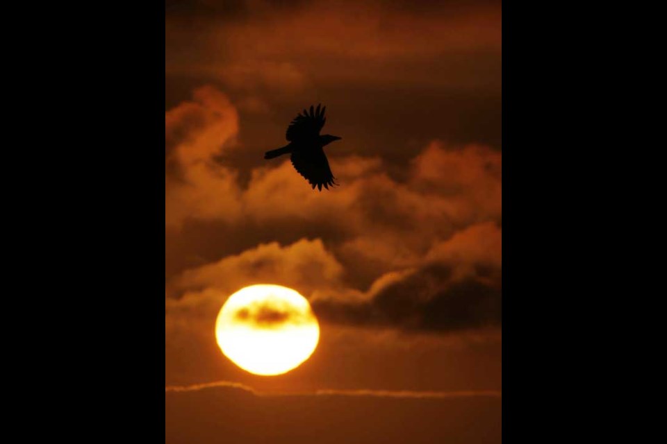 A crow flies near the jetty at sunset in Florence, Ore., Wednesday, April 10, 2013. (AP Photo/The Register-Guard, Kevin Clark)