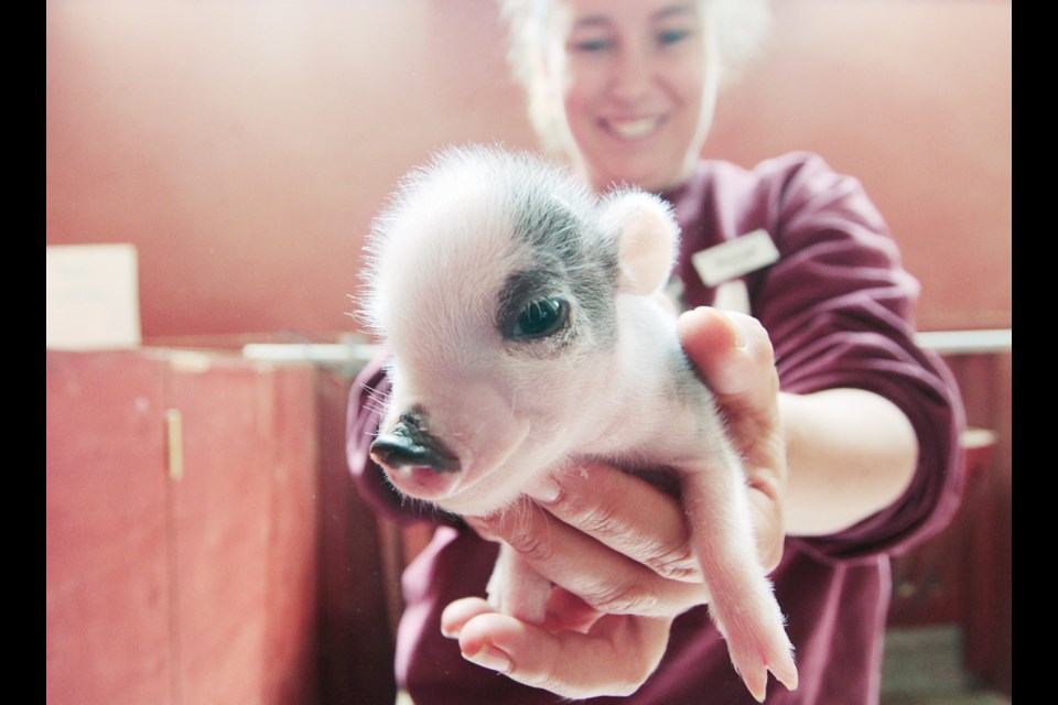 2012: Sheenagh Morrison holds a six day old miniature pig at the Beacon Hill Children's Farm.