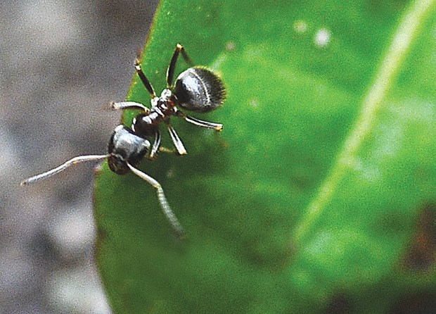 Prevent ants from taking over