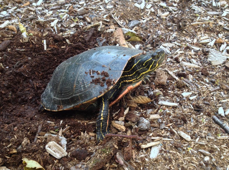 Western painted turtle