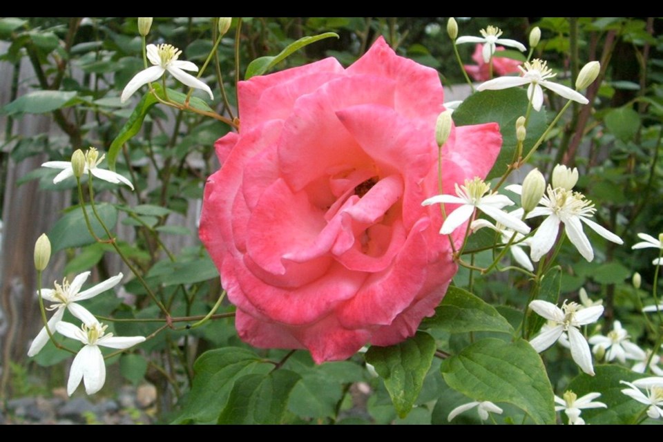 Clematis recta's bushy growth covers the lower canes of a tall shrub rose and comes into bloom with the first roses.