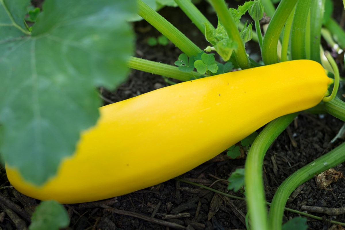 Garden: Better zucchinis through calcium - Vancouver Is Awesome