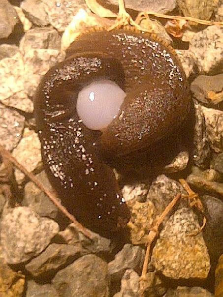 Davina Haisell found these slugs mating on her patio.