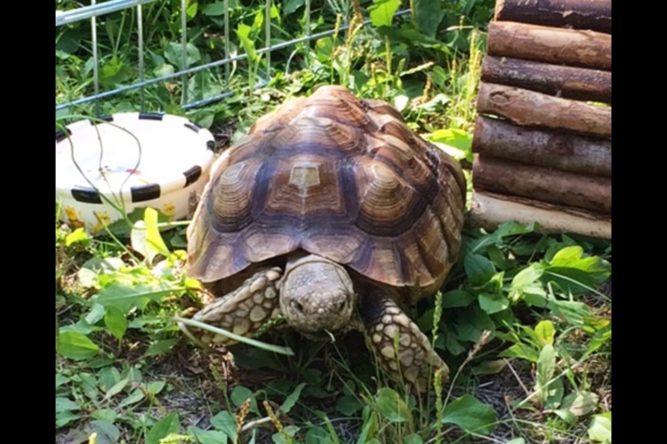 Eddie, an African spurred tortoise, was found near Simon Fraser University recently, reigniting the SPCA's call for tougher laws against owning and selling exotic animals and reptiles.