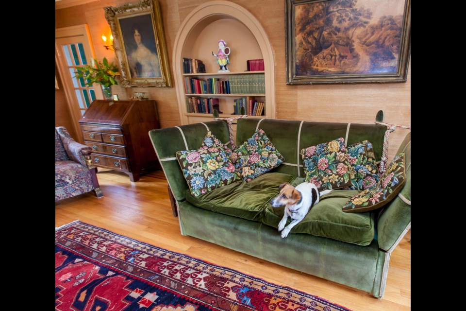 Truffles the Jack Russell terrier reclines on an antique velvet sofa.