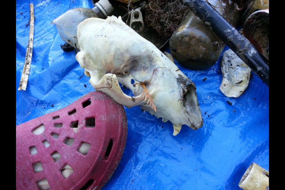 Skull found in Mannion Bay.