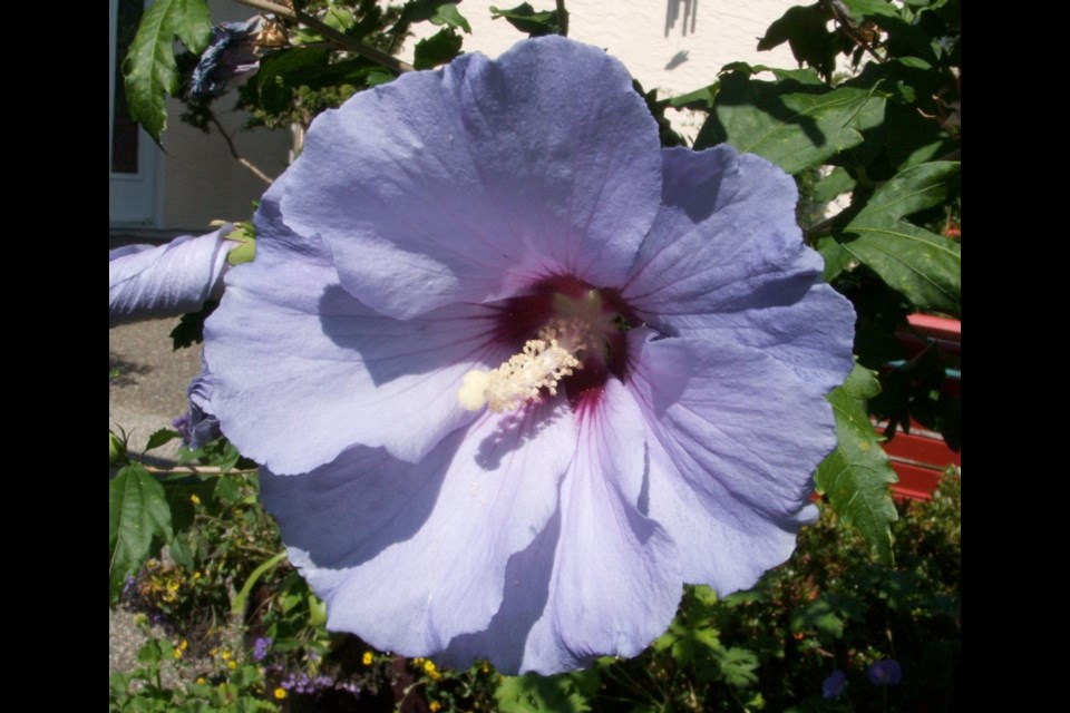 Giant hibiscus deals