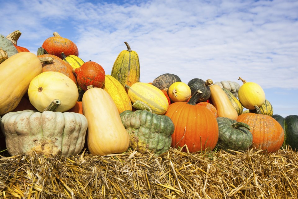 Get To Know Your Halloween Squash Vancouver Is Awesome