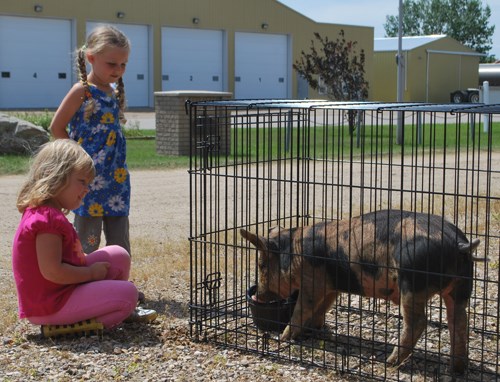 Lily Sedor (left) and Cassidy Brady (right) check out the pig at Rusty Relics Live Farm Animal day.