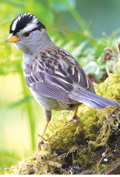 November birds in abundance this month