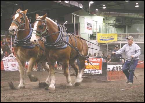 Horse pulls were a major feature of the annual Grain Miller&#8217;s Harvest Showdown which was held at the Gallager Centre in Yorkton last week. The Wellington West/Hitching Post Heavy Horse Show and Horse Pulls  was an opportunity to see why draft horses were once the power source for farming, and other jobs now done by tractors.