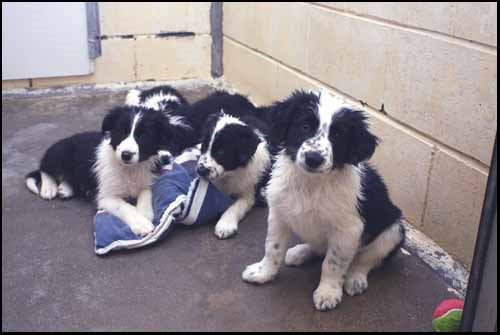 These six border collie puppies (three male, three female) are looking for brand new homes. They are 7 weeks old, full of energy, and very sweet. They love to play and cuddle and will make great companions. If you or someone you know can give them the love they deserve, please visit the SPCA or call them at (306) 783-4080.