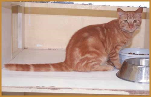 The Yorkton SPCA currently has a number of orange-coloured cats for adoption. The cats are of varying ages and of both sexes. For more information on cats such as the one pictured call 783-4080.