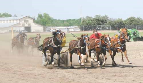 The annual Yorkton Summer Fair was held last week with many popular events back for patrons&#8217; enjoyment, including the thrills of pony chuckwagon and chariot racing.