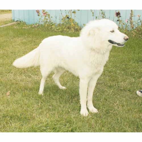 A Great Pyrenees cross female is currently available for adoption through the Yorkton SPCA. She is approximately 18-months old, friendly, and best-suited to a farm home. Call 783-4080 for more details.