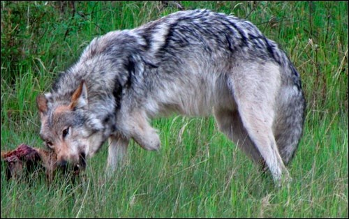 A three legged Timber Wolf was spotted earlier this summer feeding on a deer carcass beside Highway 4 outside Meadow Lake.