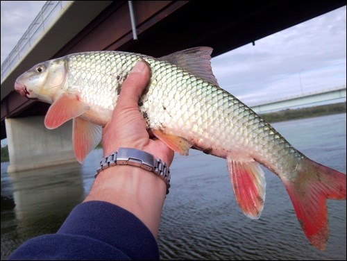 In the Aug. 26 edition this photo, was published suggesting it was a species alien to Saskatchewan. On reader, and Cadrain&#8217;s own research, has proven that suggestion false. The fish is a redhorse sucker and is native to Saskatchewan. Cadrain says he has fished in the North Saskatchewan River and has never before caught a redhorse sucker, but since submitting the photo has caught three more.