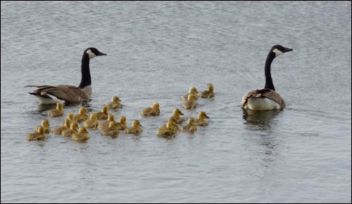 This possible case of astronomic procreation was witnessed at the Battlefords Ducks Unlimited project May 26. Count &#8216;em ... 24! Now, is this for real or are these two geese just excellent babysitters?