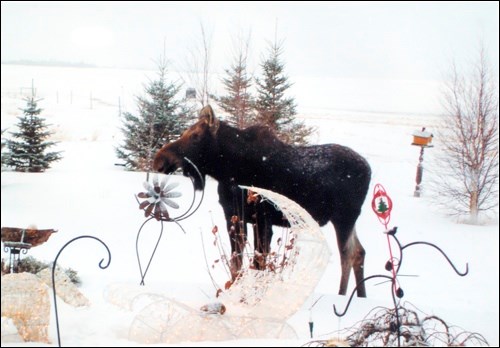 An area farm got an unusual visit over the weekend from someone going by the name of Bullwinkle J. Moose. This was one of two mooses that have been coming to this farm recently. The animals were first spotted last Friday and have been back the last few days. They would knock over bird feeders and could be seen roaming around the pen with the horses, but otherwise they have not been dangerous and have proven to be a source of great amusement for the human spectators who would stay inside and watch them roam around. These photos were taken on Saturday at the farm a number of miles outside of Battleford. Not much more can be said about the exact location, however, as the farm owners don&#8217;t want anyone coming around to shoot the unusual visitors.