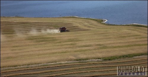 A combine throws up dust while it gathers up swaths on the north end of Waldsea Lake.