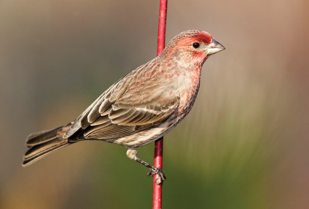 house finch