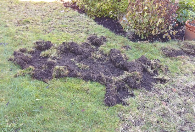 Defend your lawn from chafer grubs