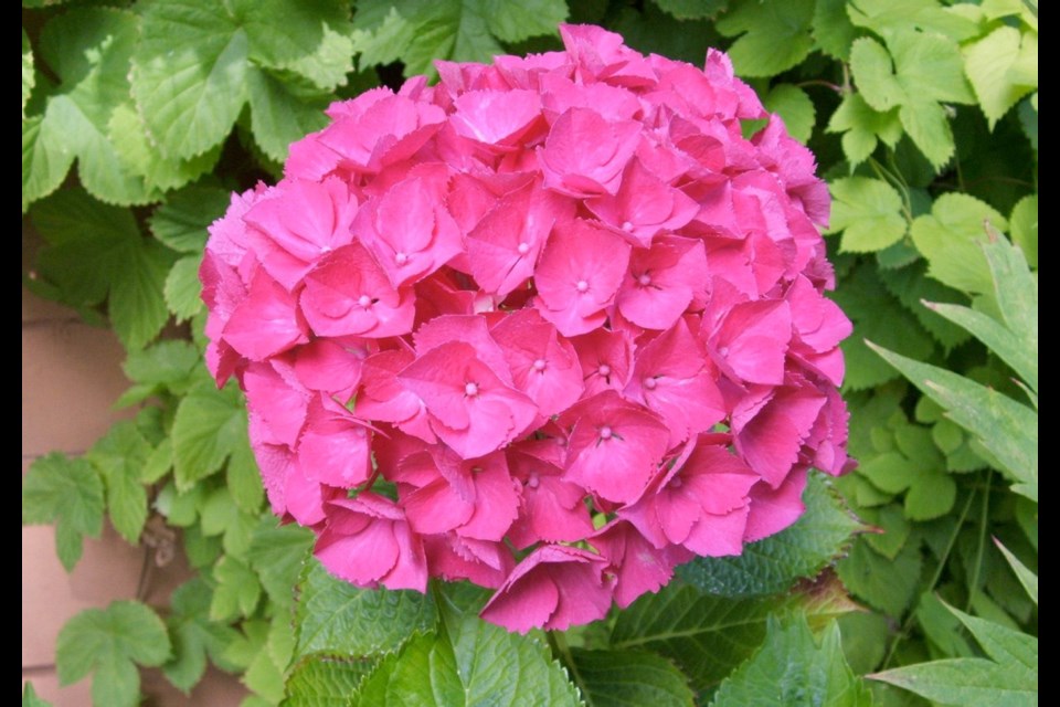 Hydrangea macrophylla (garden hydrangea, bigleaf hydrangea) shrubs like this mophead 'Cityline Paris' can be moved in winter, though doing the transplanting in early spring is likely to be more pleasant and safer.