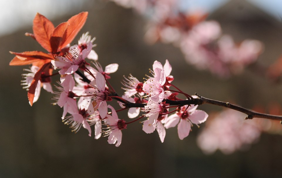 BLOSSOMS