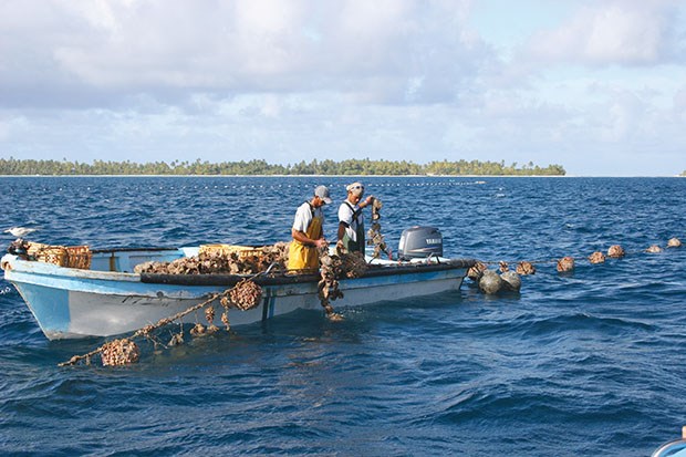 Pearl farmers harvesting their bounty off the Marquesas Islands.