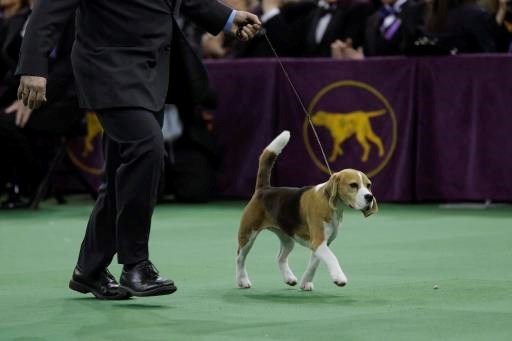 beagle best in show