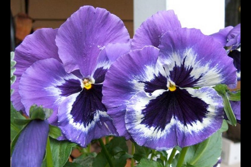 Pansies are excellent container flowers on patios and balconies at this time of the year.