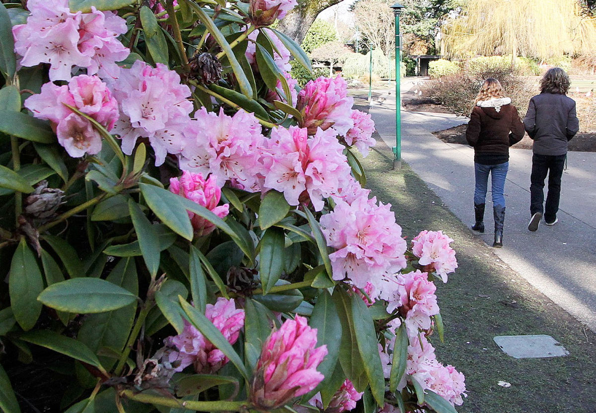 Victoria Gardens - Victoria Flower Count