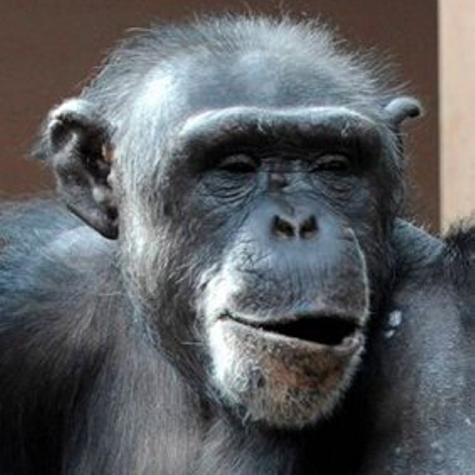 C6-0331-chimp.jpg