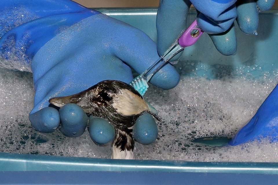 A male bufflehead getting a delicate head scrub at the Wildlife Rescue Association.