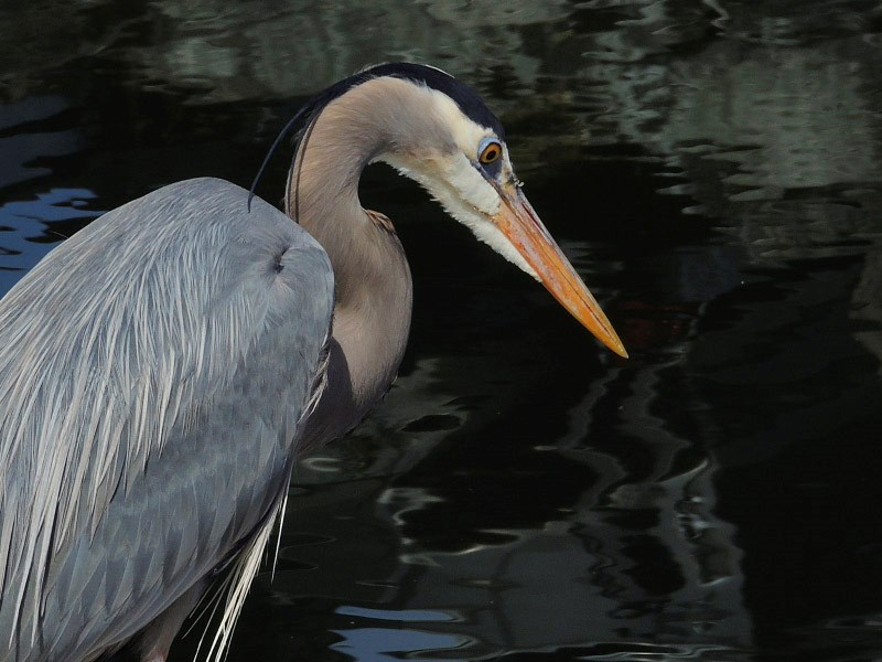 heron