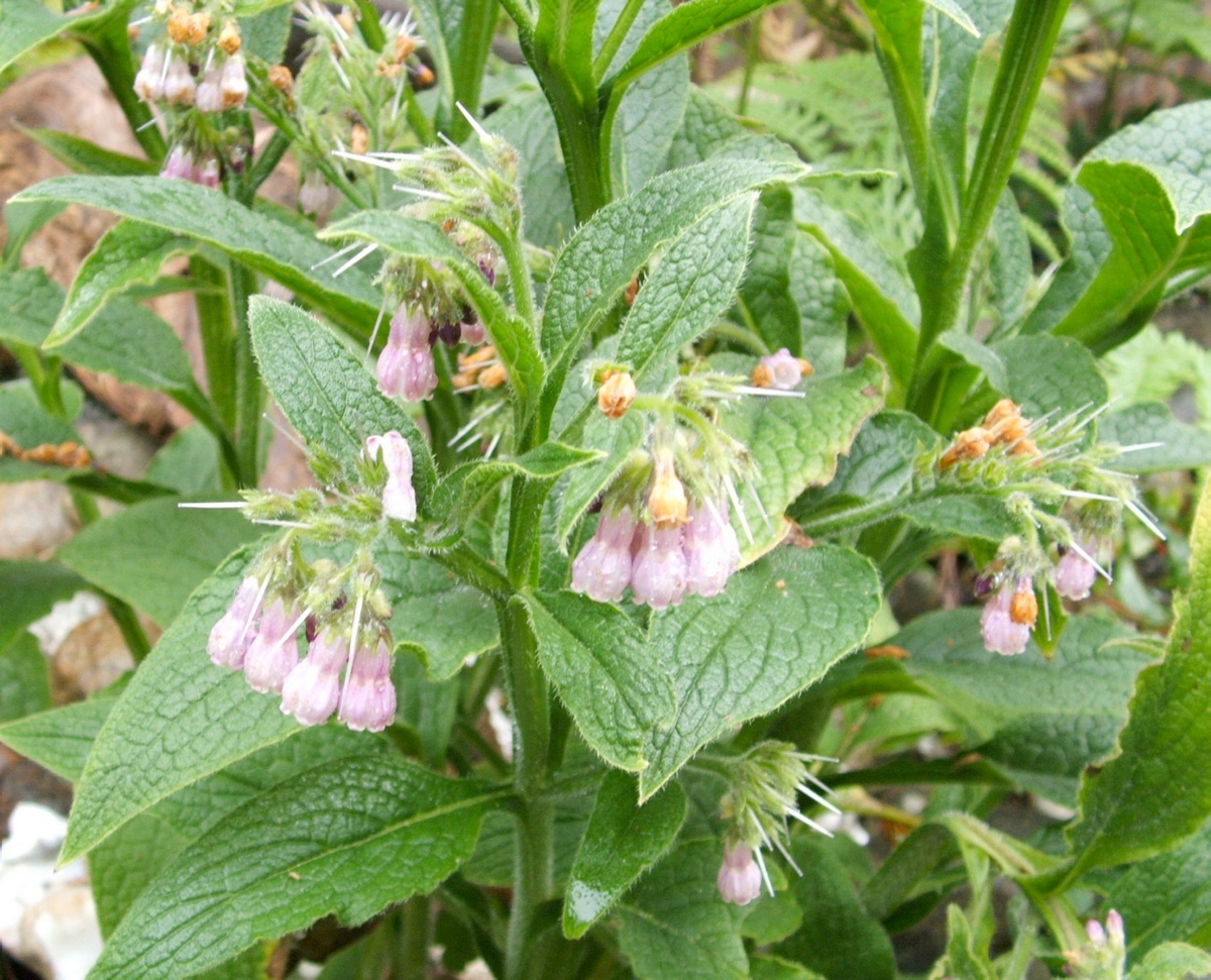 Helen Chesnut: Dig up unwanted comfrey right away - Victoria Times