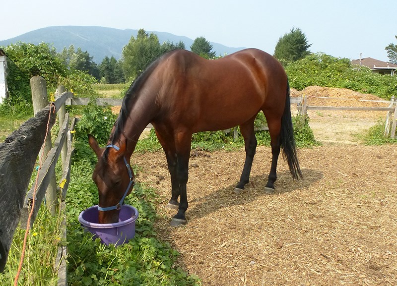 Standardbred Horse Fan Club