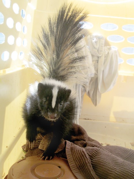 injured skunk