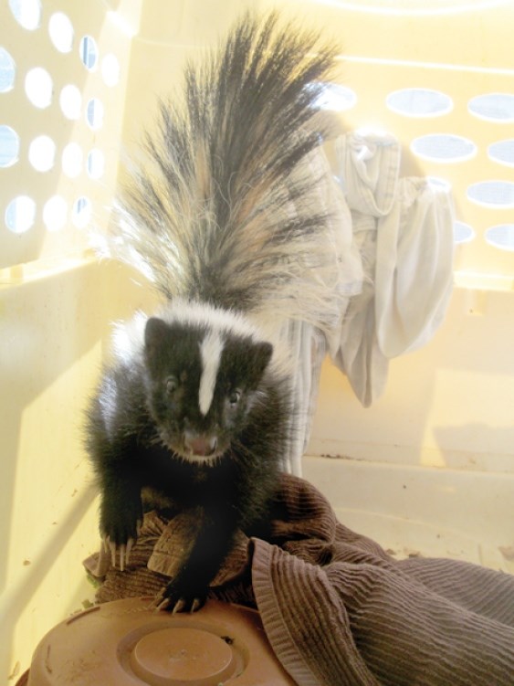 Baby skunk stuffed in trash recovering - Vancouver Is Awesome