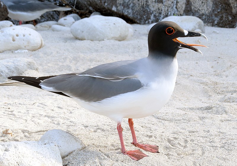 A swallow-tailed gull