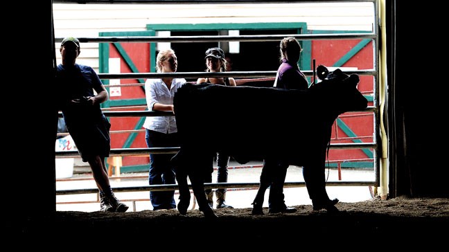 At the exhibition park during the BCNE, 4-H Beef judging took place in the Agriplex Thursday afternoon.