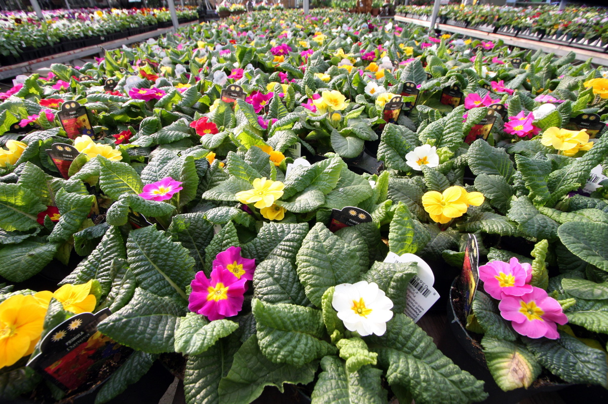 After seven decades Marigold Nurseries to close in December