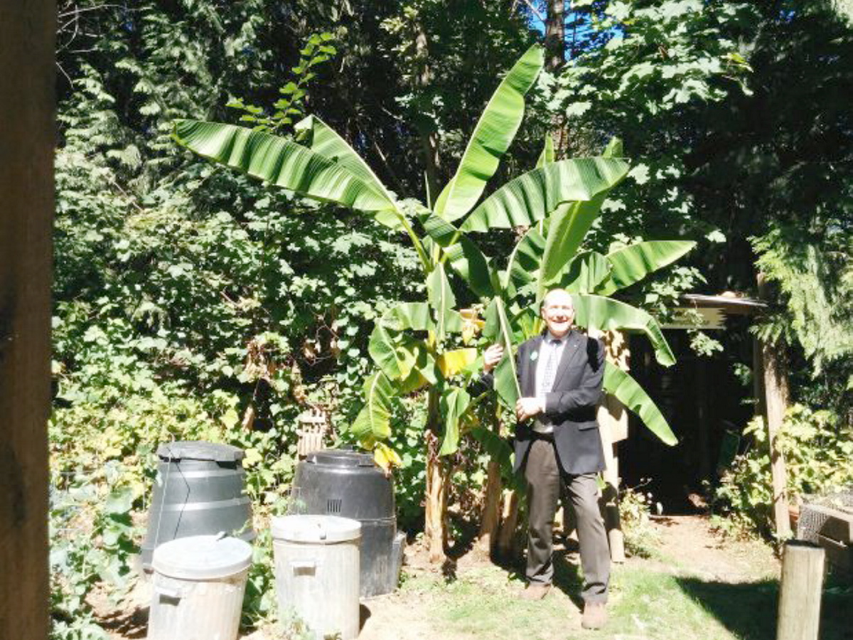 Abbotsford goes bananas as plant bears fruit in hot summer - Victoria Times  Colonist