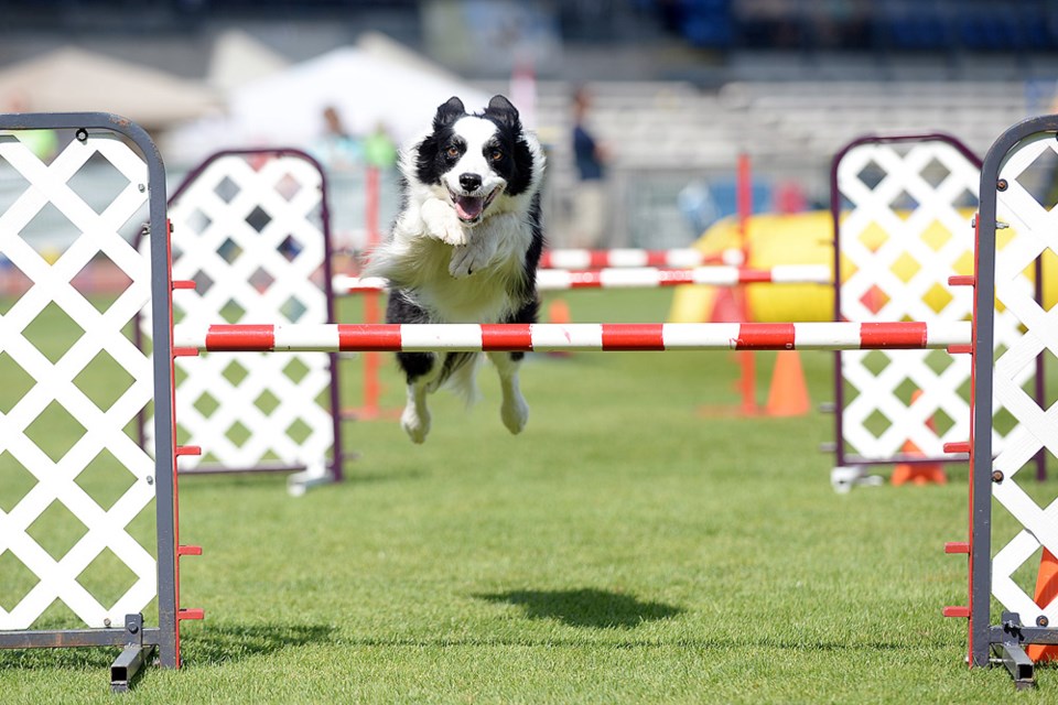 Dog agility championships come to Burnaby Photo Gallery Burnaby Now