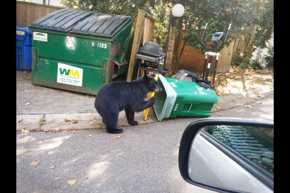 A brazen black bear is caught on camera rummaging through an organic bin at a Forest Grove townhome complex on Sept. 5 at about 3 p.m.